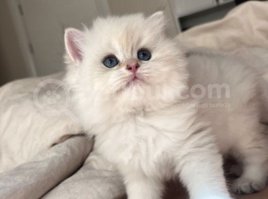 Dünya Kedi Federasyonuna Kayıtlı Ny1133 Erkek Golden Point görsel
