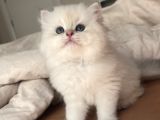 Dünya kedi Federasyonuna kayıtlı ny1133 erkek Golden point