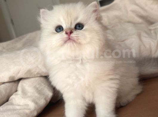 Dünya Kedi Federasyonuna Kayıtlı Ny1133 Erkek Golden Point