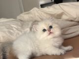 Dünya Kedi Federasyonuna Kayıtlı Ny1133 Erkek Golden Point