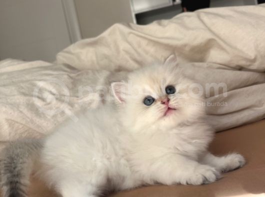 Dünya Kedi Federasyonuna Kayıtlı Ny1133 Erkek Golden Point görsel