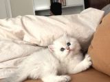 Dünya Kedi Federasyonuna Kayıtlı Ny1133 Erkek Golden Point