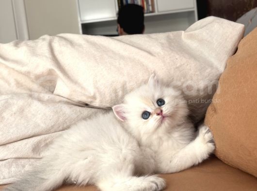 Dünya Kedi Federasyonuna Kayıtlı Ny1133 Erkek Golden Point görsel