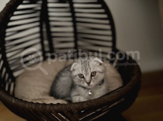 Scotish Fold Lilac Nadir Bulunan Düşük Kulak Dostumuz görsel