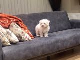 Yavru Maltese Terrier