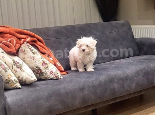 Yavru Maltese Terrier görsel