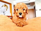 Ev Dogumlu Toy Poodle Red Brown-Brown