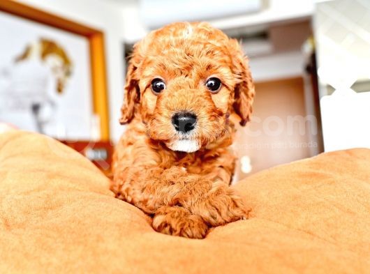 Ev Dogumlu Toy Poodle Red Brown-Brown görsel