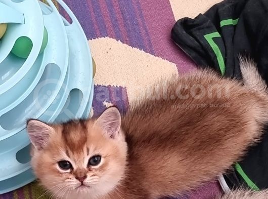 Evde Doğup Buyumuş Golden Ve Silver Yavrular görsel