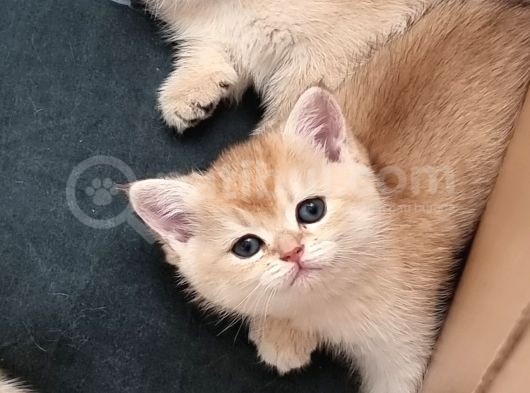 Evde Doğup Buyumuş Golden Ve Silver Yavrular görsel