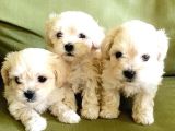 Maltesse Terrier Cinsi Güzel Yavrular 