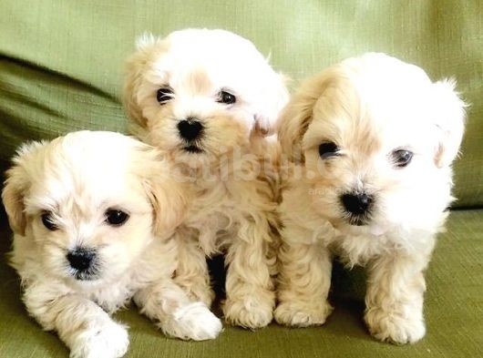 Maltesse Terrier Cinsi Güzel Yavrular 