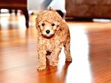 Ev Dogumlu Toy Poodle Red Brown-Brown