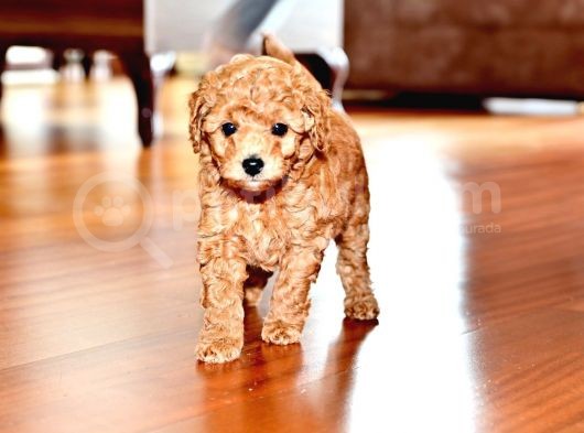 Ev Dogumlu Toy Poodle Red Brown-Brown görsel