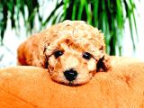 Ev Dogumlu Toy Poodle Red Brown-Brown