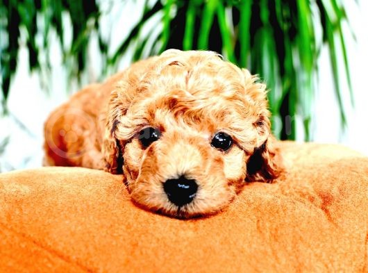 Ev Dogumlu Toy Poodle Red Brown-Brown görsel