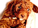 Ev Dogumlu Toy Poodle Red Brown-Brown