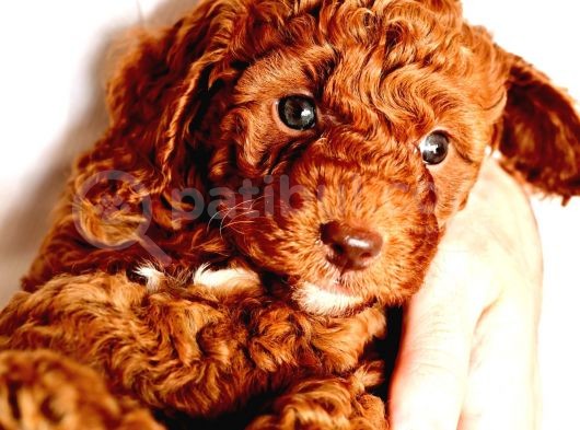 Ev Dogumlu Toy Poodle Red Brown-Brown görsel