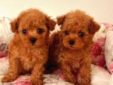 Tooy poodle cinsi yavrular 