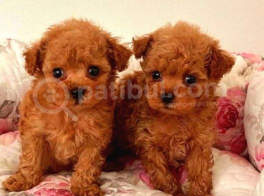 Tooy Poodle Cinsi Yavrular 