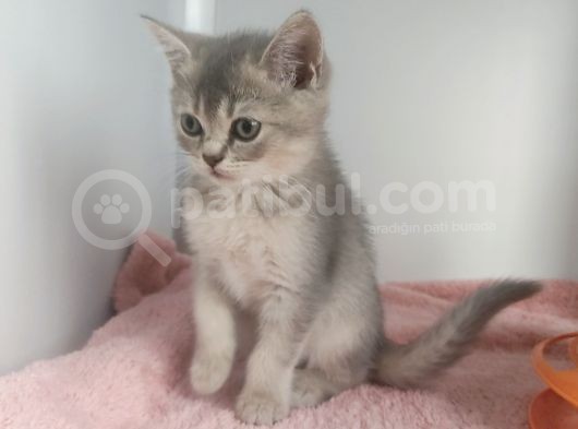 Mi̇ni̇k Tatli Yavrularimiz görsel