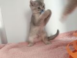 Mi̇ni̇k Tatli Yavrularimiz
