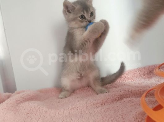 Mi̇ni̇k Tatli Yavrularimiz görsel