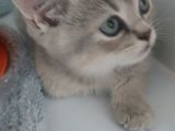 Mi̇ni̇k Tatli Yavrularimiz