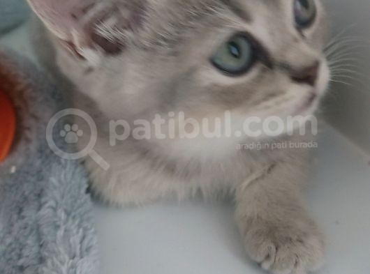 Mi̇ni̇k Tatli Yavrularimiz görsel