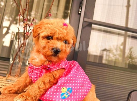 Tooy Poodle Yavrumuz 0 Teacup  