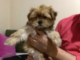Tcup Morkie Yavrularimiz