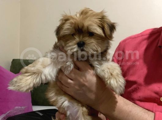 Tcup Morkie Yavrularimiz görsel