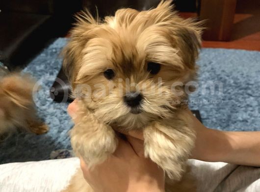 Tcup Morkie Yavrularimiz görsel