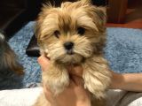Tcup Morkie Yavrularimiz