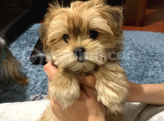 Tcup Morkie Yavrularimiz görsel