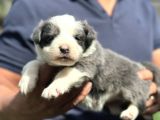 Blue Ve Merle Border Colli̇e Yavrulari