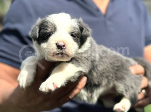 Blue Ve Merle Border Colli̇e Yavrulari görsel