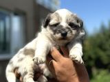 Blue Ve Merle Border Colli̇e Yavrulari