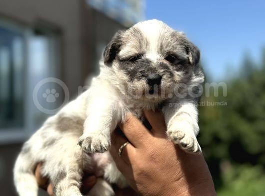 Blue Ve Merle Border Colli̇e Yavrulari görsel