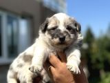 Blue Ve Merle Border Colli̇e Yavrulari