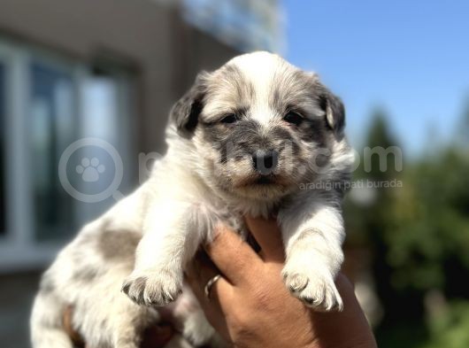 Blue Ve Merle Border Colli̇e Yavrulari görsel