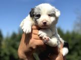 BLUE VE MERLE BORDER COLLİE YAVRULARI