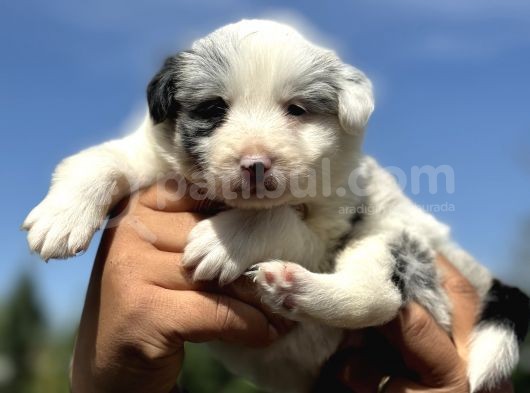 Blue Ve Merle Border Colli̇e Yavrulari görsel