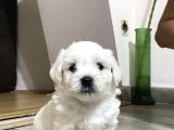 MİNİK SAFKAN MALTESE TERRİER YAVRULARI