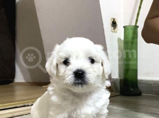 Mi̇ni̇k Safkan Maltese Terri̇er Yavrulari