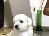 Mi̇ni̇k Safkan Maltese Terri̇er Yavrulari