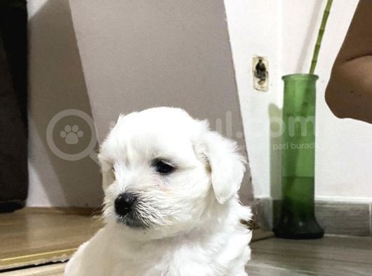 Mi̇ni̇k Safkan Maltese Terri̇er Yavrulari görsel