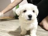 Mi̇ni̇k Safkan Maltese Terri̇er Yavrulari