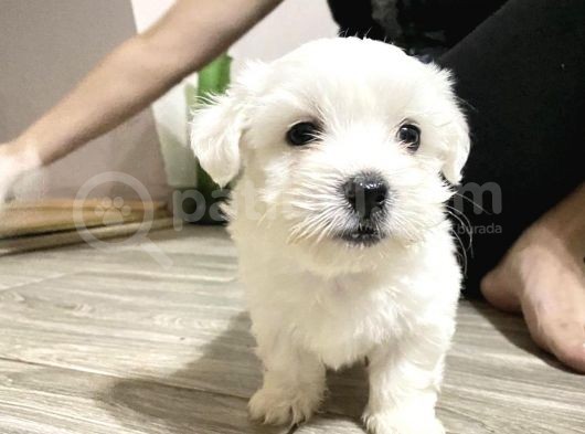 Mi̇ni̇k Safkan Maltese Terri̇er Yavrulari görsel