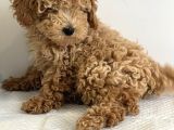 KIVIR KIVIR SAFKAN POODLE YAVRULARI